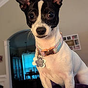 Sophie And Bandit is registered to the contest to win money with this photo: dog, small_dog, pet, collar, indoor, living_room, blanket, ears, curious, cute, animal, canine, fur, whiskers, domestic_animal, portrait, front_view, household, companion, alert