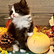 Sally is registered to the contest to win money with this photo: kitten, cat, black_and_white, fluffy, pumpkin, pinecone, autumn, fall, decorations, berries, wood_background, curious, cute, small, pet, fur, whiskers, indoors, table, cozy