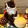 autumn, berries, black_and_white, cat, cozy, curious, cute, decorations, fall, fluffy, fur, indoors, kitten, pet, pinecone, pumpkin, small, table, whiskers, wood_background