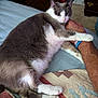 affection, arm, bed, carpet, cat, clawing, closeup, comfort, domestic_animal, feline, furniture, gray_and_white, indoor, paw, person, pet, quilt, relaxed, resting, wristband