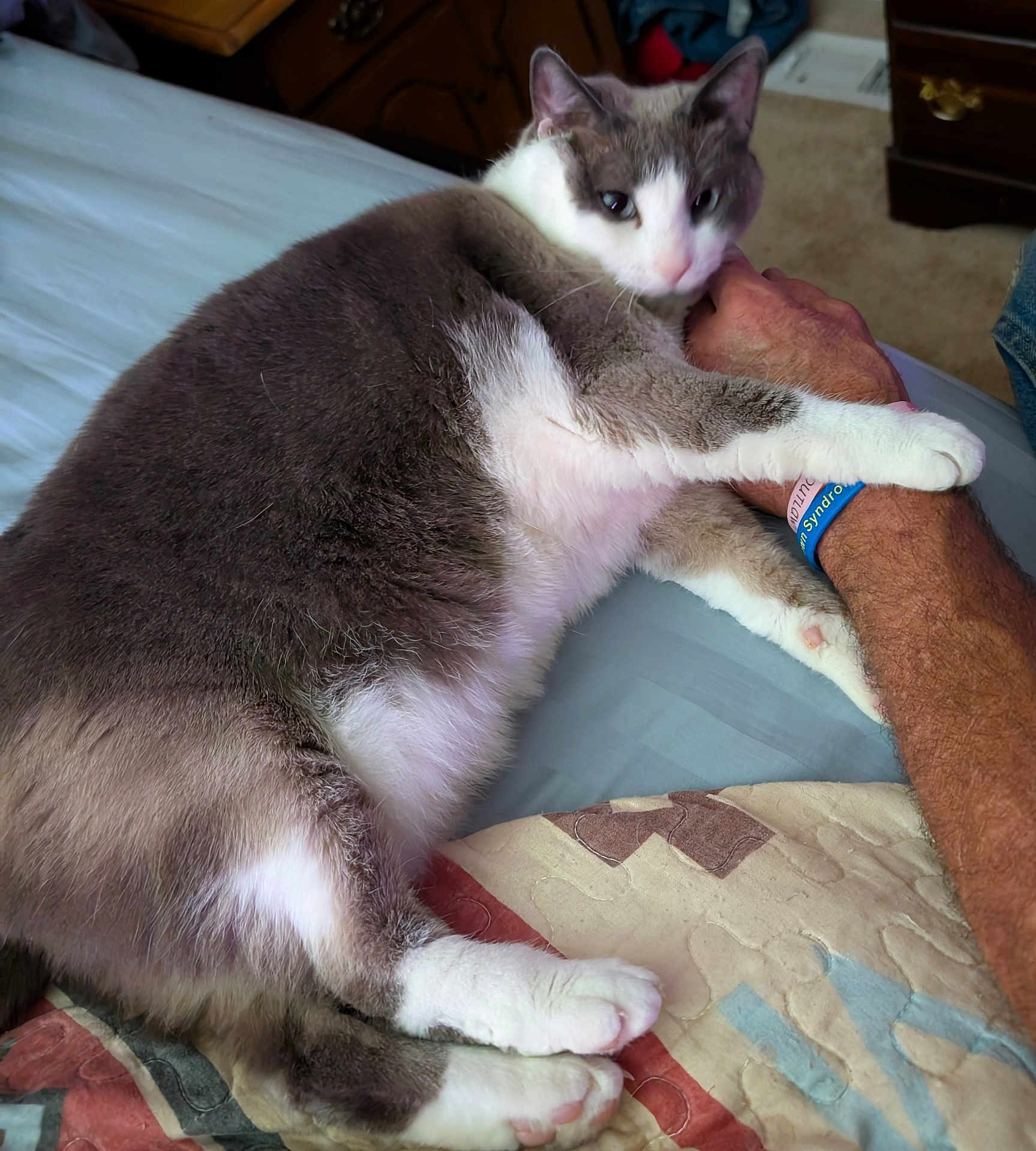 Sugar joined the competition — help win amazing prizes! cat, gray_and_white, pet, bed, quilt, arm, wristband, feline, indoor, comfort, relaxed, clawing, person, furniture, carpet, paw, resting, closeup, affection, domestic_animal