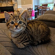 Simba is registered to the contest to win money with this photo: kitten, cat, tabby, indoor, pet, animal, feline, cute, fur, whiskers, ears, eyes, face, resting, home, living_room, couch, texture, curious, young