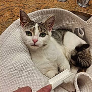 Winter is registered to the contest to win money with this photo: cat, animal, pet, towel, sink, bathroom, hand, brush, grooming, fur, white, gray, green_eyes, countertop, faucet, domestic, relaxed, closeup, indoor, curious