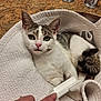 cat, animal, pet, towel, sink, bathroom, hand, brush, grooming, fur, white, gray, green_eyes, countertop, faucet, domestic, relaxed, closeup, indoor, curious