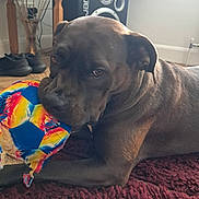 Bodie is registered to the contest to win money with this photo: dog, indoor, rug, toy, soccer_ball, chewed_toy, brown_dog, pet, floor, carpet, table, shoes, speaker, living_room, canine, playful, resting, domestic_animal, household, closeup