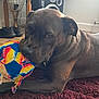 dog, indoor, rug, toy, soccer_ball, chewed_toy, brown_dog, pet, floor, carpet, table, shoes, speaker, living_room, canine, playful, resting, domestic_animal, household, closeup