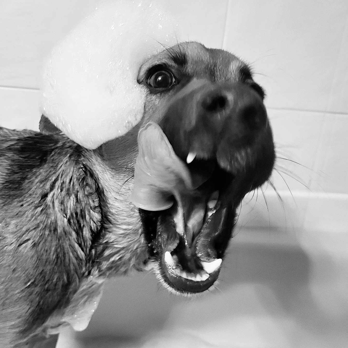 Henry joined the competition — help win amazing prizes! animal, bathing, bathtub, beagle, bodypart, canine, dog, hound, labradorretriever, mouth, person, pet, poodle, puppy, snout, teeth, terrier, tongue, tub, water