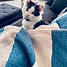 cat, kitten, black_and_white, pet, animal, feline, whiskers, green_eyes, pink_nose, collar, sitting, blanket, blue_blanket, cream_blanket, couch, cushions, indoor, living_room, scratching_post, cozy