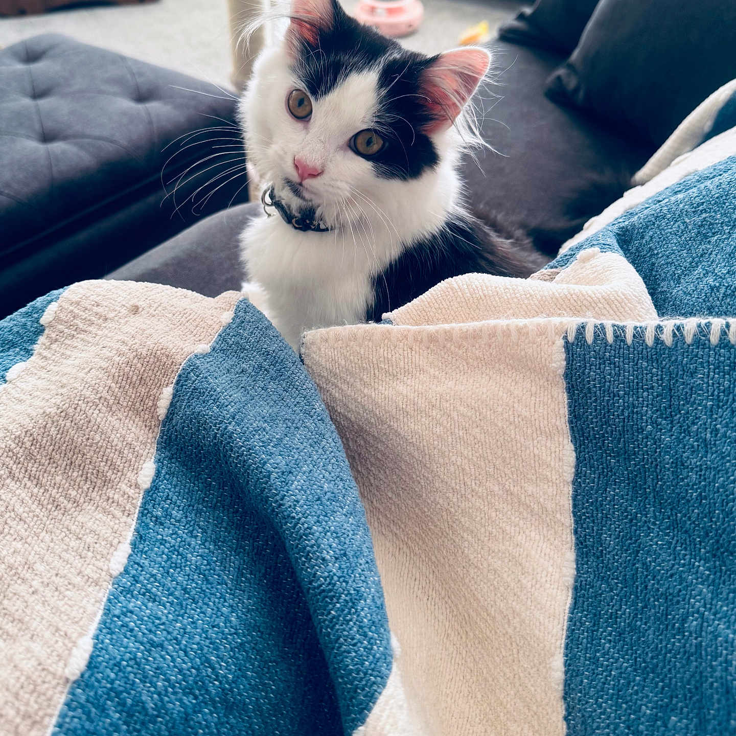 Jax joined the competition — help win amazing prizes! cat, kitten, black_and_white, pet, animal, feline, whiskers, green_eyes, pink_nose, collar, sitting, blanket, blue_blanket, cream_blanket, couch, cushions, indoor, living_room, scratching_post, cozy