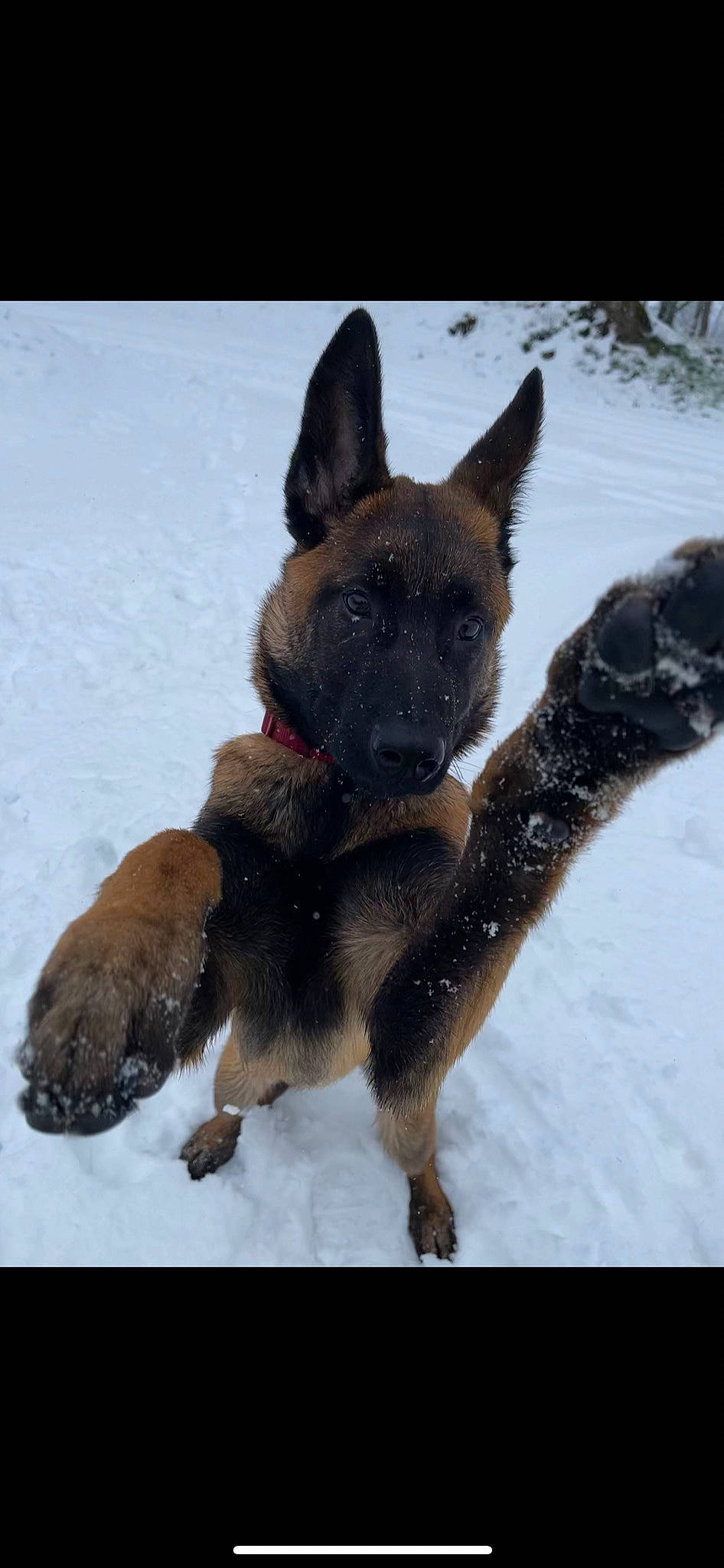 Rayko participe au concours pour gagner de l'argent avec cette photo : biting, canidae, carnivore, companion_dog, dog, dog_breed, east_european_shepherd, fawn, fur, german_shepherd_dog, king_shepherd, non_sporting_group, snout, snow, sporting_group, tail, terrestrial_animal, winter, working_animal, working_dog