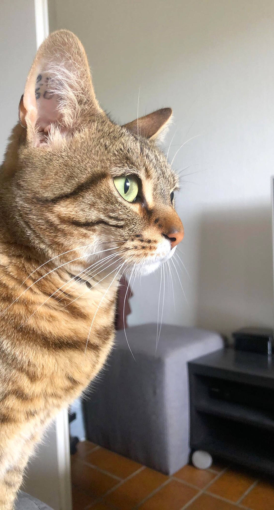 Neko participe au concours pour gagner de l'argent avec cette photo : carnivore, cat, computer_keyboard, domestic_short_haired_cat, felidae, fur, home_appliance, office_equipment, peripheral, small_to_medium_sized_cats, snout, terrestrial_animal, whiskers, wildlife