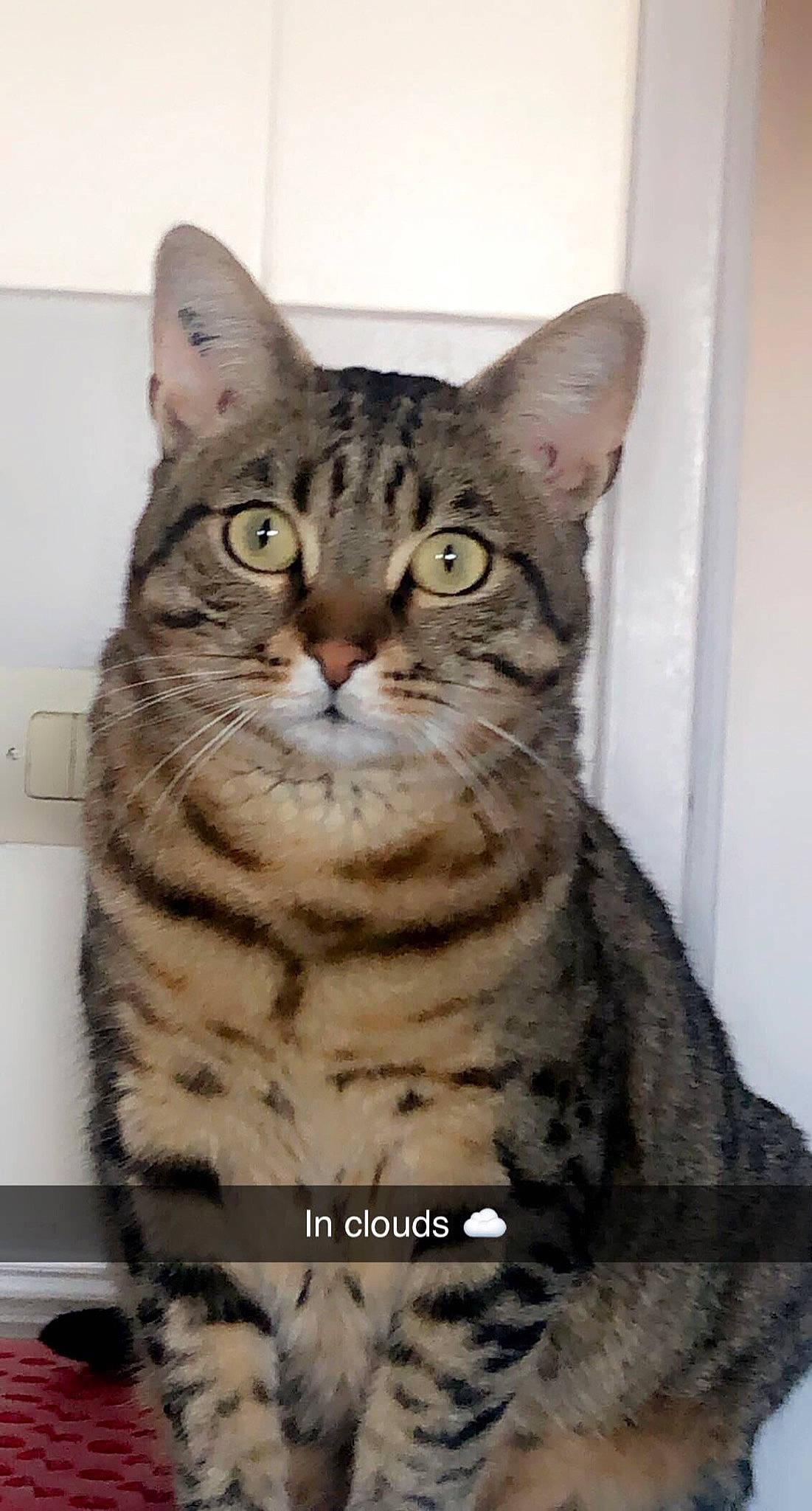 Neko participe au concours pour gagner de l'argent avec cette photo : carnivore, cat, domestic_short_haired_cat, eye, felidae, fur, small_to_medium_sized_cats, snout, terrestrial_animal, whiskers, wildlife