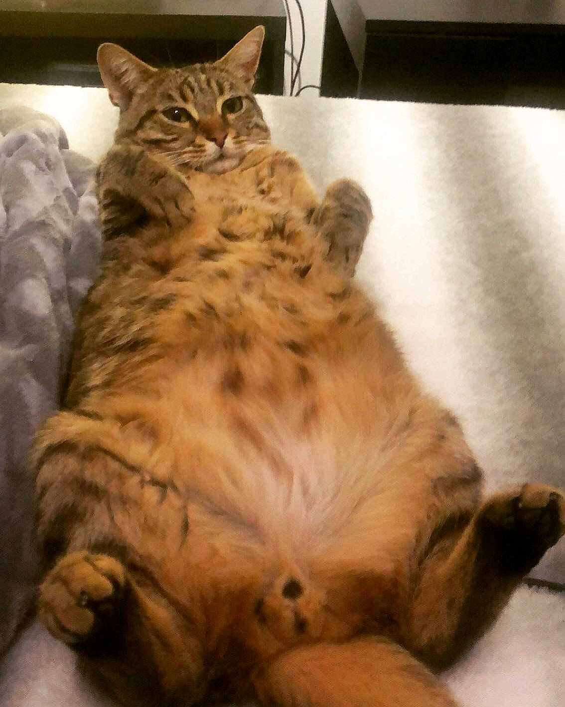 Neko participe au concours pour gagner de l'argent avec cette photo : bed, carnivore, cat, claw, comfort, domestic_short_haired_cat, fawn, felidae, flooring, fur, hardwood, nap, paw, sleep, small_to_medium_sized_cats, snout, tail, terrestrial_animal, whiskers, wood