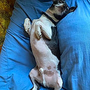 Aiko participe au concours pour gagner de l'argent avec cette photo : dog, sleeping, bed, blue_bedspread, relaxed, black_and_white, pet, cute, paws, collar, indoor, resting, animal, fur, canine, cozy, napping, domestic, companion, comfort