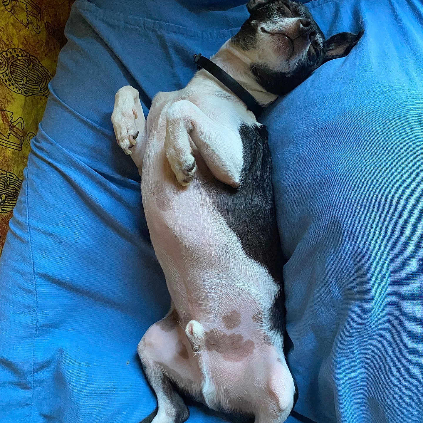 Aiko participe au concours pour gagner de l'argent avec cette photo : animal, bed, black_and_white, blue_bedspread, canine, collar, comfort, companion, cozy, cute, dog, domestic, fur, indoor, napping, paws, pet, relaxed, resting, sleeping