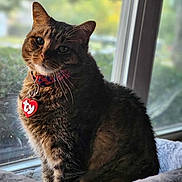 Tubby is registered to the contest to win money with this photo: cat, tabby, pet, collar, indoor, window, bed, soft, fur, whiskers, curious, animal, domestic, feline, sitting, tag, closeup, natural_light, cozy, blurred_background