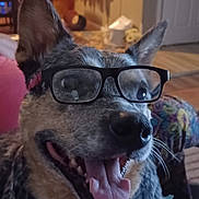 Layla joined the competition — help win amazing prizes! accessories, animal, architecture, building, canine, dog, face, furniture, glasses, head, indoors, interiordesign, lighting, livingroom, person, pet, photography, portrait, puppy, room