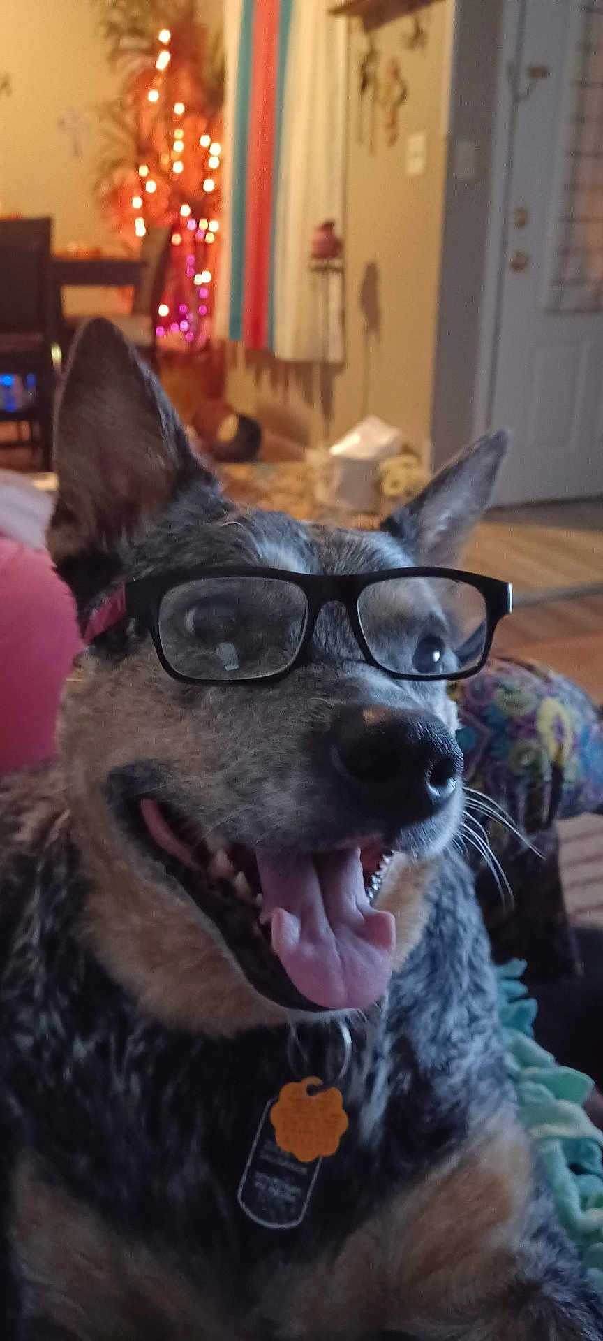 Layla joined the competition — help win amazing prizes! accessories, animal, architecture, building, canine, dog, face, furniture, glasses, head, indoors, interiordesign, lighting, livingroom, person, pet, photography, portrait, puppy, room