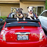 Pele And Darla is registered to the contest to win money with this photo: animal, building, car, collar, convertible, dog, dogs, fiat, happy, outdoor, parking_lot, pet, playful, rear_view, red_car, soft_top, sunny, two_dogs, vehicle, window