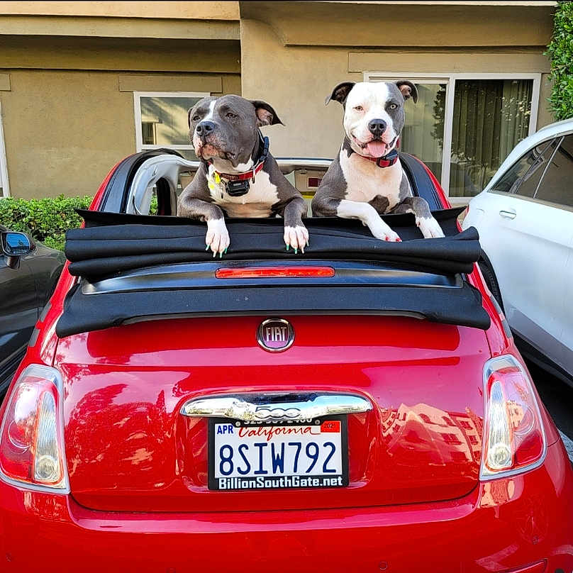 Pele And Darla is registered to the contest to win money with this photo: animal, building, car, collar, convertible, dog, dogs, fiat, happy, outdoor, parking_lot, pet, playful, rear_view, red_car, soft_top, sunny, two_dogs, vehicle, window