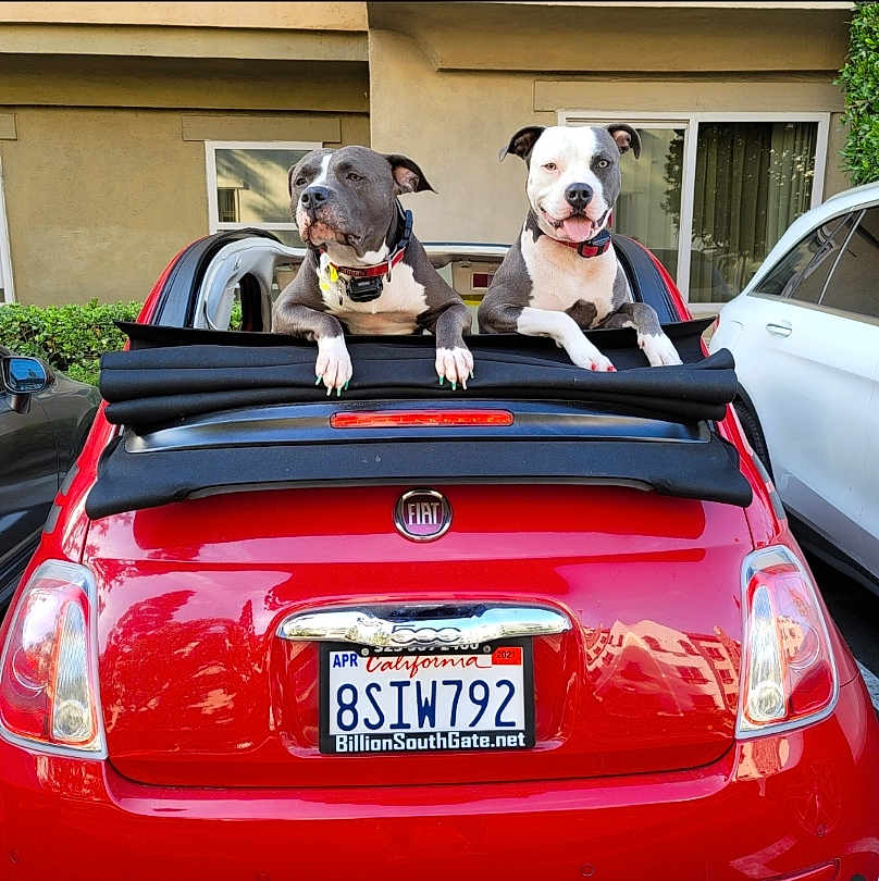 Pele And Darla is registered to the contest to win money with this photo: animal, building, car, collar, convertible, dog, dogs, fiat, happy, outdoor, parking_lot, pet, playful, rear_view, red_car, soft_top, sunny, two_dogs, vehicle, window