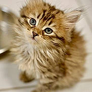 Anakin a rejoint le concours — aidez-le/la à gagner de superbes lots ! kitten, cat, fluffy, fur, cute, animal, pet, portrait, close_up, eyes, whiskers, soft, young, domestic_cat, feline, mammal, indoor, curious, adorable, small
