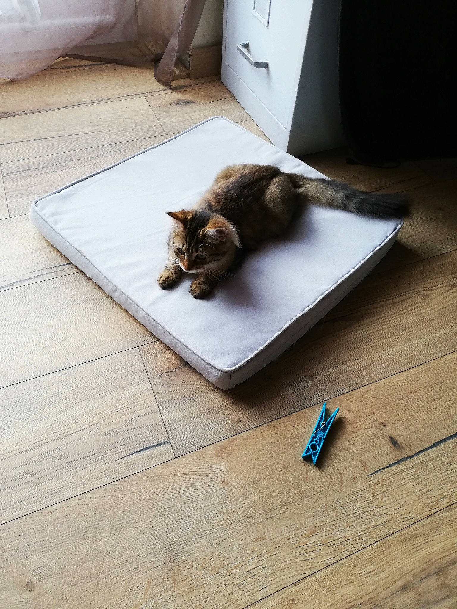 Rosie a rejoint le concours — aidez-le/la à gagner de superbes lots ! carnivore, cat, felidae, floor, flooring, fur, hardwood, kitten, laminate_flooring, small_to_medium_sized_cats, table, tail, whiskers, wood, wood_flooring