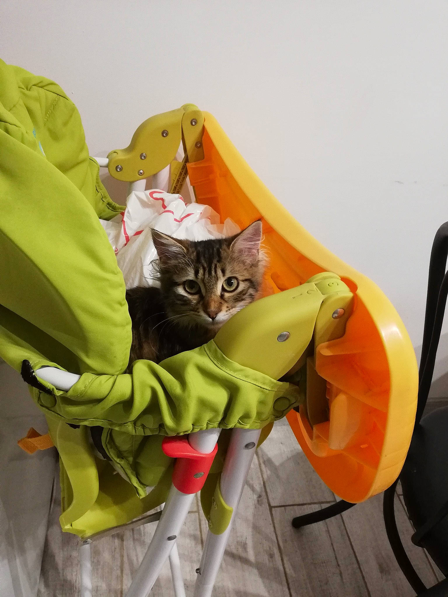 Rosie participe au concours pour gagner de l'argent avec cette photo : american_shorthair, asian, carnivore, cat, domestic_short_haired_cat, felidae, kitten, small_to_medium_sized_cats, tabby_cat, whiskers, yellow