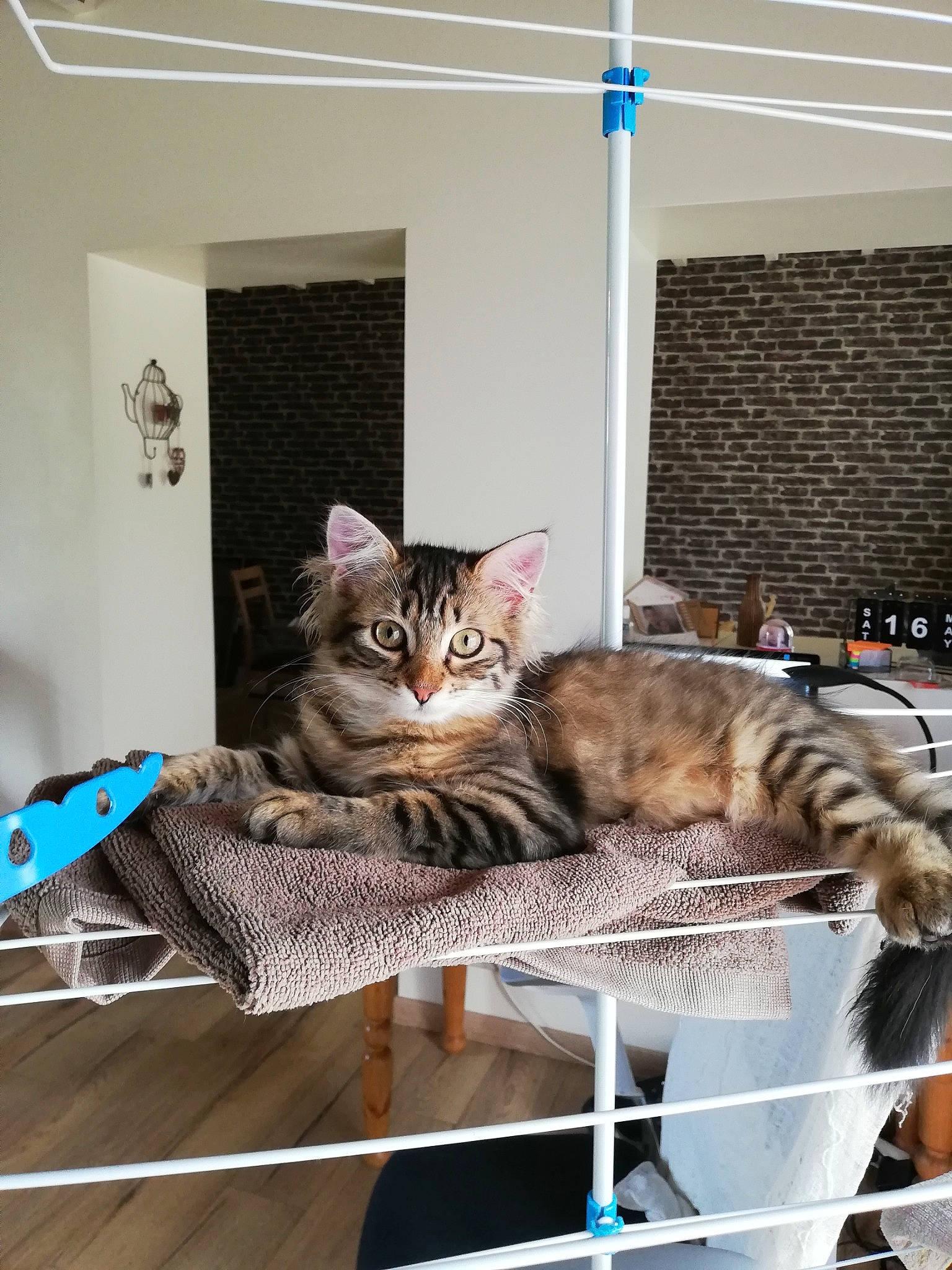 Rosie participe au concours pour gagner de l'argent avec cette photo : aegean_cat, american_shorthair, asian, carnivore, cat, domestic_short_haired_cat, dragon_li, european_shorthair, felidae, furniture, kitten, maine_coon, mammal, norwegian_forest_cat, polydactyl_cat, small_to_medium_sized_cats, tabby_cat, table, whiskers