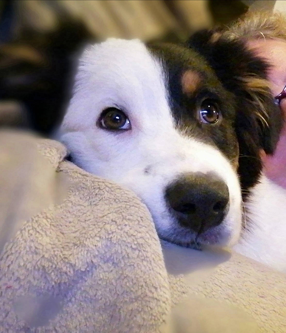 Pepsy participe au concours pour gagner de l'argent avec cette photo : australian_collie, australian_shepherd, border_collie, canidae, carnivore, companion_dog, dog, dog_breed, mammal, miniature_australian_shepherd, nose, rare_breed_dog, snout, vertebrate, welsh_sheepdog, whiskers