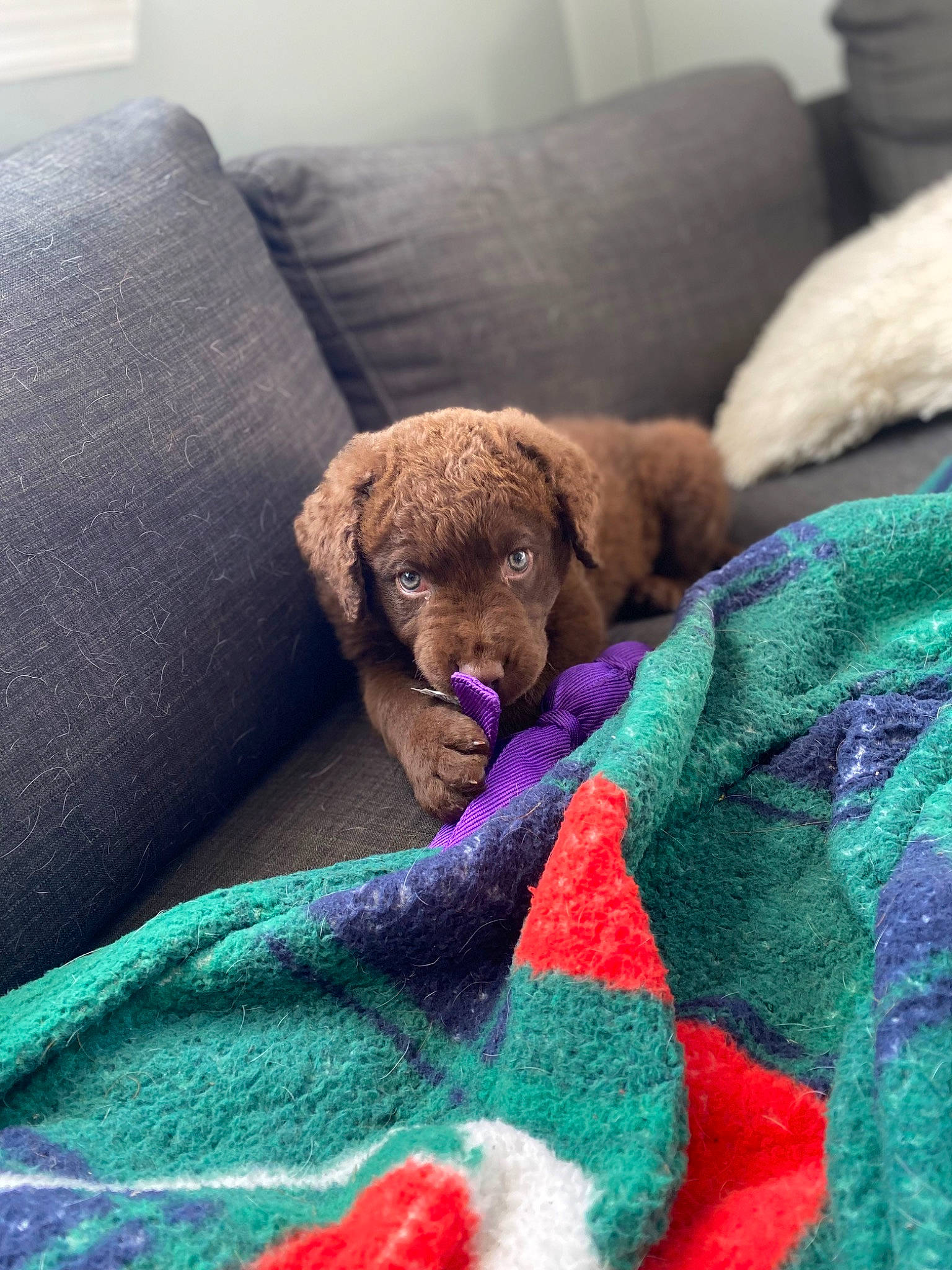 Freya joined the competition — help win amazing prizes! canidae, carnivore, comfort, companion_dog, couch, dog, dog_breed, dog_supply, fawn, fur, linens, liver, magenta, nap, pillow, room, sporting_group, throw_pillow, toy, working_animal
