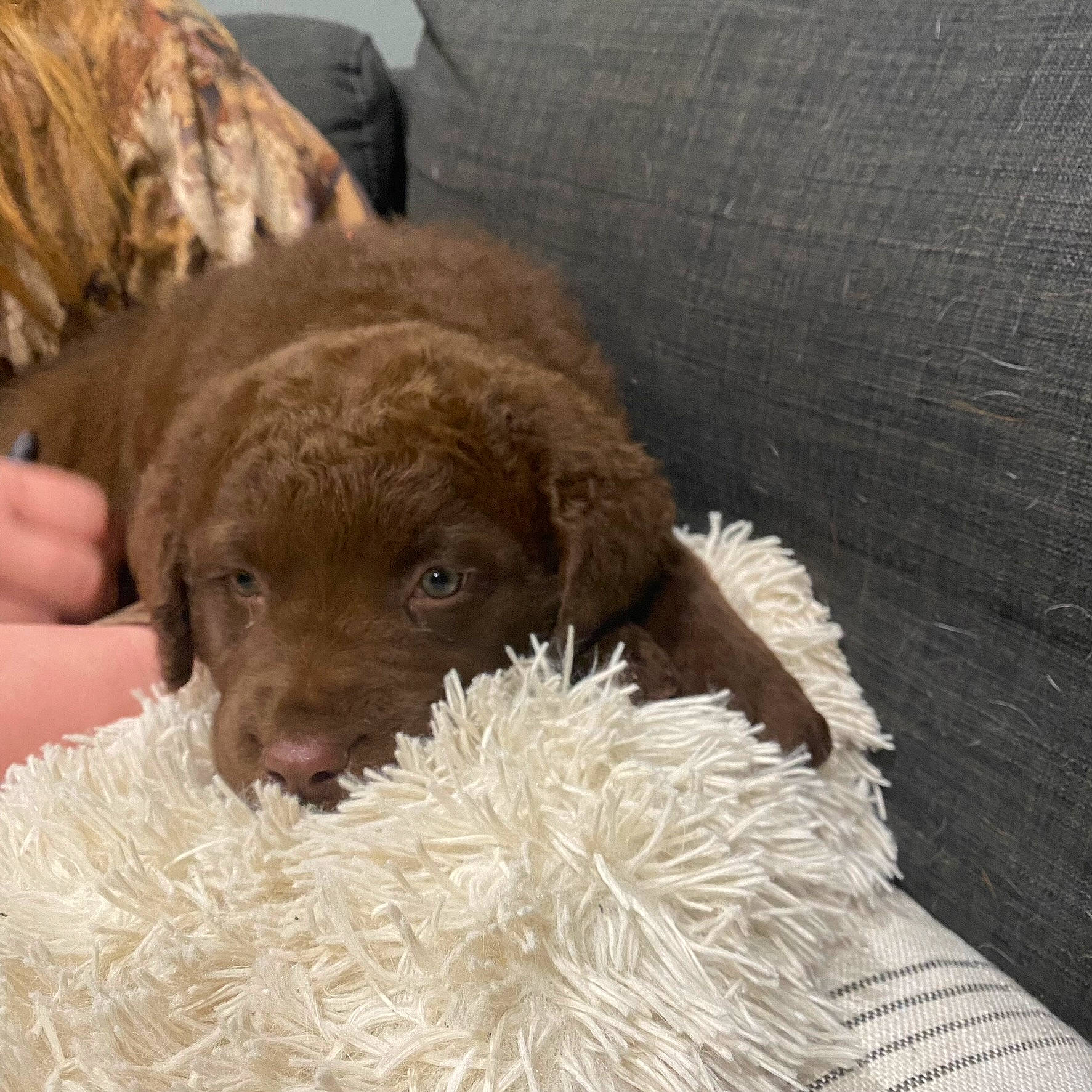 Freya joined the competition — help win amazing prizes! canidae, carnivore, companion_dog, dog, dog_breed, fawn, fur, liver, natural_material, snout, sporting_group, terrestrial_animal, working_animal, wrinkle