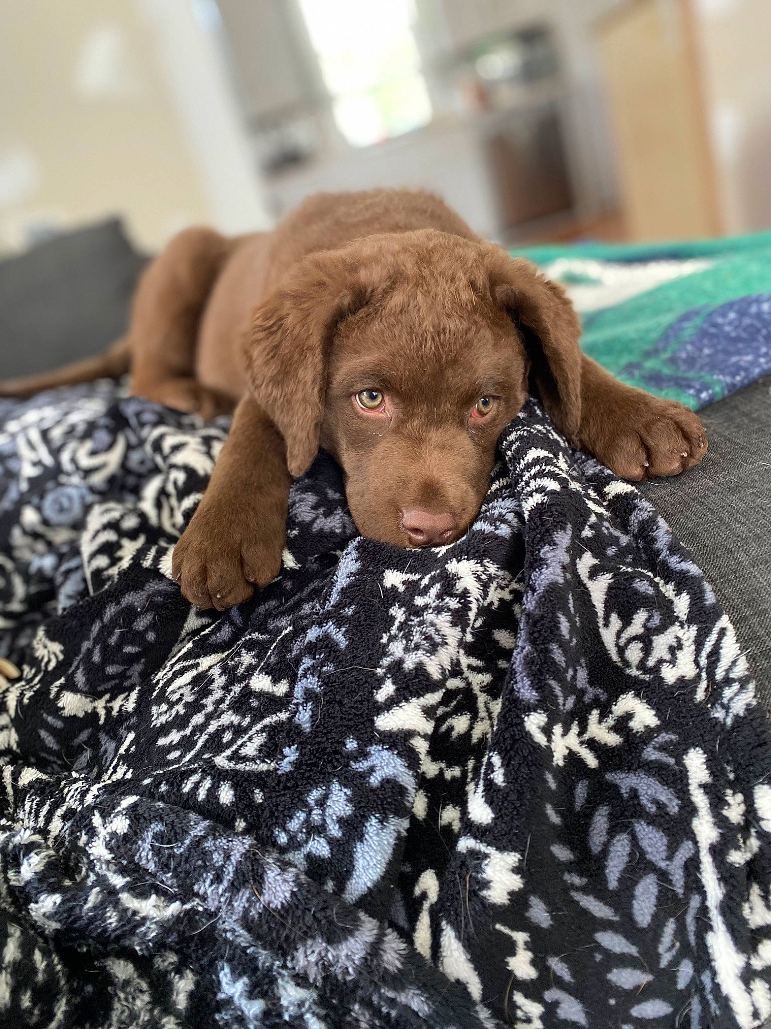 Freya joined the competition — help win amazing prizes! brown, canidae, carnivore, comfort, companion_dog, dog, dog_breed, dog_supply, fawn, flooring, fur, linens, liver, pattern, pet_supply, snout, sporting_group, terrestrial_animal, wood, working_animal