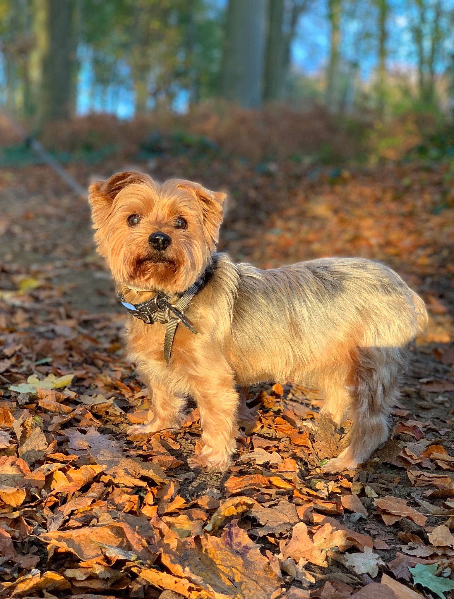 Bou a rejoint le concours — aidez-le/la à gagner de superbes lots ! bosnian_coarse_haired_hound, cairn_terrier, canidae, carnivore, companion_dog, dog, dog_breed, dutch_smoushond, glen_of_imaal_terrier, leaf, mammal, morkie, norfolk_terrier, norwich_terrier, small_terrier, snout, sporting_lucas_terrier, terrier, vertebrate, yorkshire_terrier
