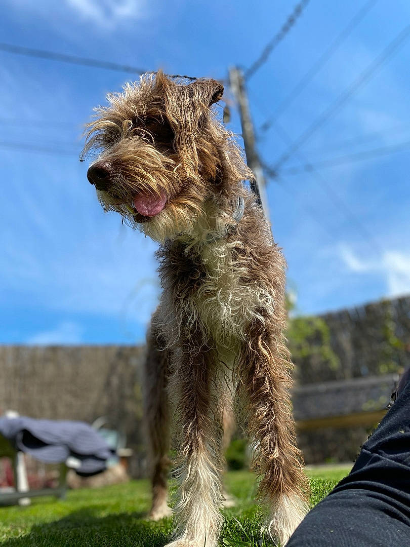 Milow a rejoint le concours — aidez-le/la à gagner de superbes lots ! canidae, carnivore, cloud, companion_dog, dog, dog_breed, grass, liver, palm_tree, plant, sky, small_terrier, snout, sporting_group, tail, terrestrial_animal, terrier, water_dog, working_animal, working_terrier