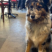 Haidi a rejoint le concours — aidez-le/la à gagner de superbes lots ! dog, indoor, cafe, floor, wooden_chair, table, pet, furry, animal, waiting, brown, black, white, speckled, seated, domestic_animal, companion, cute, calm, friendly