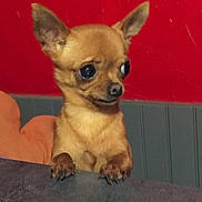 Chacha a rejoint le concours — aidez-le/la à gagner de superbes lots ! dog, chihuahua, small_dog, pet, curious, wide_eyes, ears, paws, counter, indoor, red_wall, gray_paneling, expression, animal, cute, domestic_animal, watching, alert, tiny, portrait
