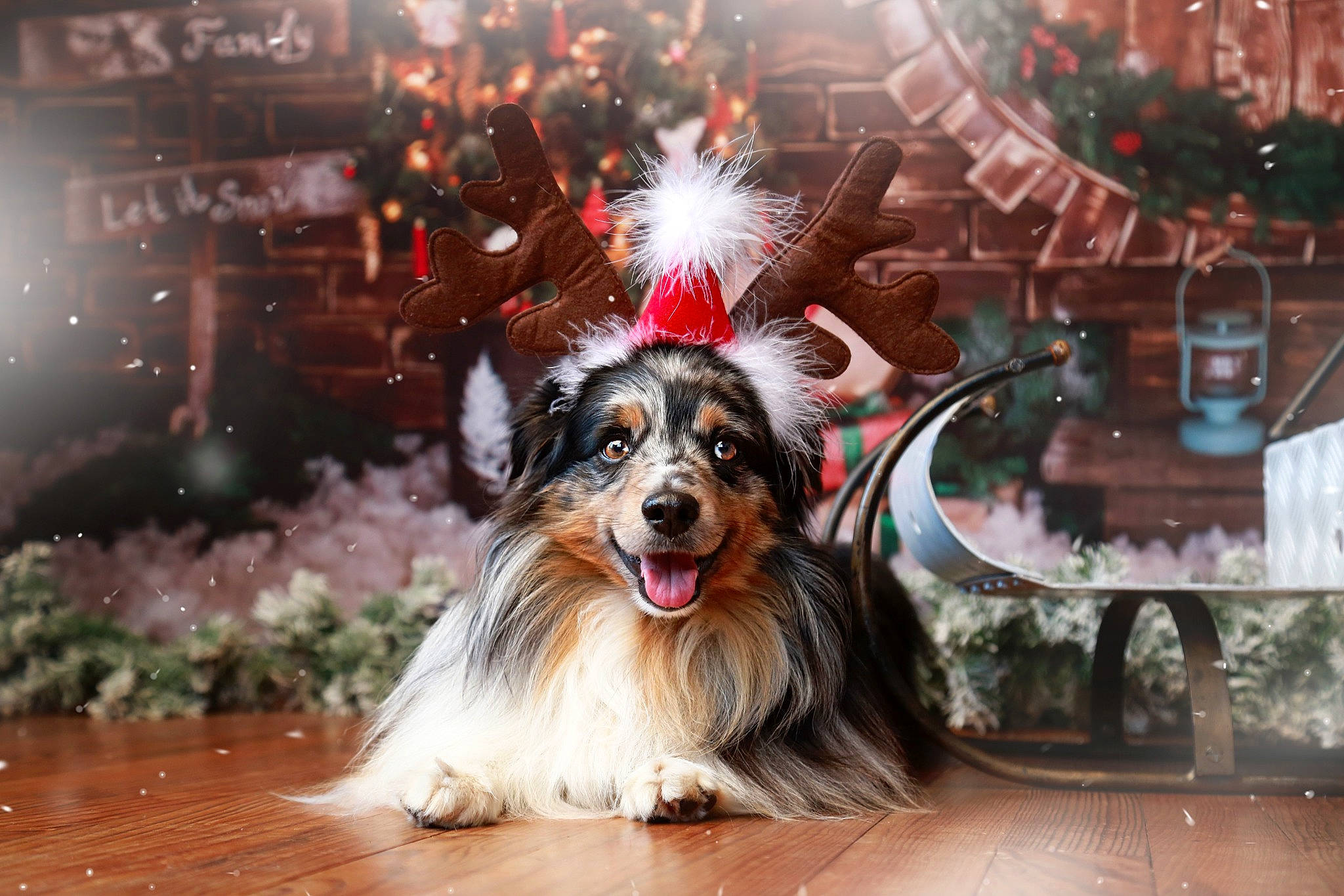 Pep'S participe au concours pour gagner de l'argent avec cette photo : art, canidae, carnivore, collie, companion_dog, dog, dog_breed, event, fireworks, fur, happy, herding_dog, night, plant, scotch_collie, snout, sporting_group, whiskers, working_dog, world