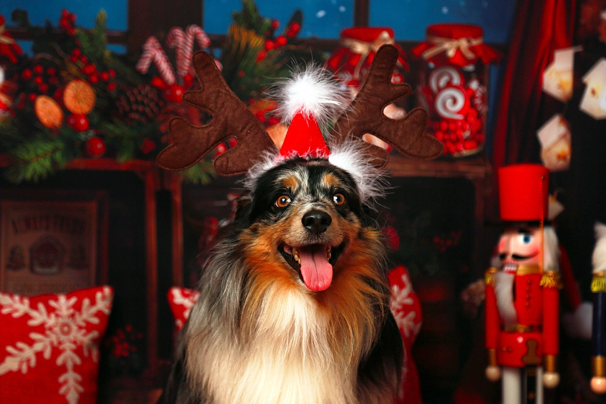 Pep'S participe au concours pour gagner de l'argent avec cette photo : canidae, carnivore, christmas, christmas_decoration, christmas_eve, christmas_ornament, companion_dog, dog, dog_breed, event, fang, fawn, fun, fur, holiday, light, red, sporting_group, toy, whiskers