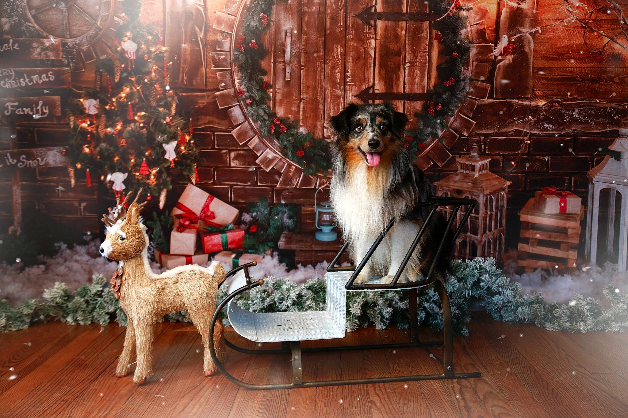 Pep'S a rejoint le concours — aidez-le/la à gagner de superbes lots ! art, carnivore, christmas, christmas_eve, city, companion_dog, deer, event, fawn, felidae, fur, illustration, painting, picture_frame, plant, room, vertebrate, window, winter, wood