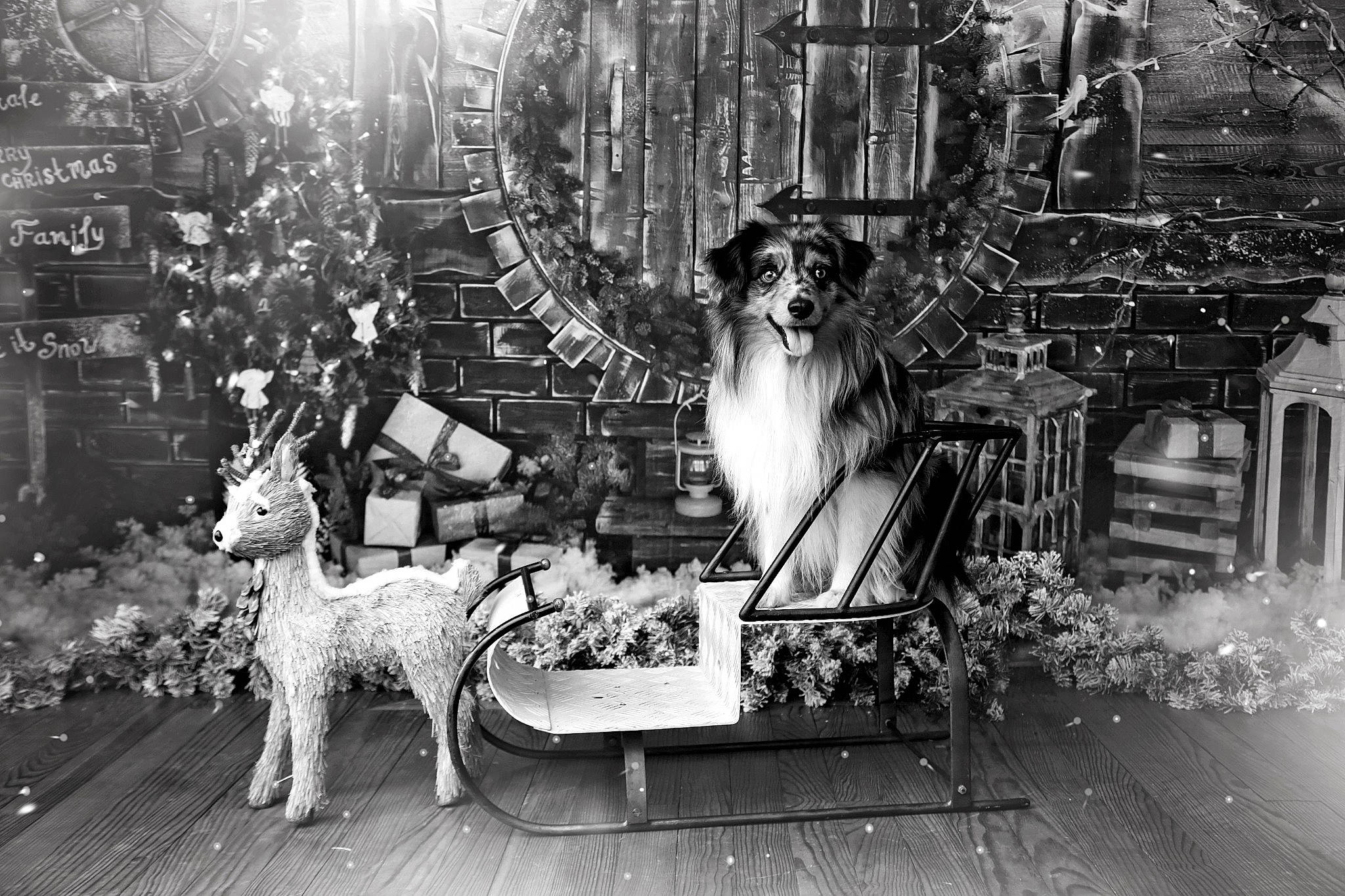 Pep'S a rejoint le concours — aidez-le/la à gagner de superbes lots ! art, black_and_white, carnivore, city, classic, event, fur, illustration, machine, mammal, monochrome, monochrome_photography, room, stock_photography, street, style, vertebrate, working_animal