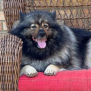 Zack is registered to the contest to win money with this photo: dog, fluffy, panting, wicker_chair, red_cushion, brick_wall, pet, animal, fur, happy, tongue_out, outdoor, resting, paw, mammal, companion, cute, domestic_animal, relaxed, portrait