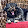 dog, fluffy, panting, wicker_chair, red_cushion, brick_wall, pet, animal, fur, happy, tongue_out, outdoor, resting, paw, mammal, companion, cute, domestic_animal, relaxed, portrait