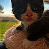 kitten, cat, tuxedo_cat, close_up, pink_nose, whiskers, furry, soft_texture, window_light, backlit, indoor, pet, curious, cute, young_cat, animal, fur, paw, cushion, cozy