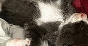 Apollo joined the competition — help win amazing prizes! kitten, cat, person, face, paw, sleeping, close_up, snuggling, gray_cat, white_fur, hand, bed, blanket, comfort, indoor, cozy, resting, cute, pet, animal
