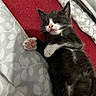 Apollo joined the competition — help win amazing prizes! cat, kitten, sleeping, paw, pink_paw_pads, gray_fur, white_fur, bed, blanket, patterned_sheet, cozy, cute, pet, animal, resting, indoors, fur, whiskers, relaxing, close_up
