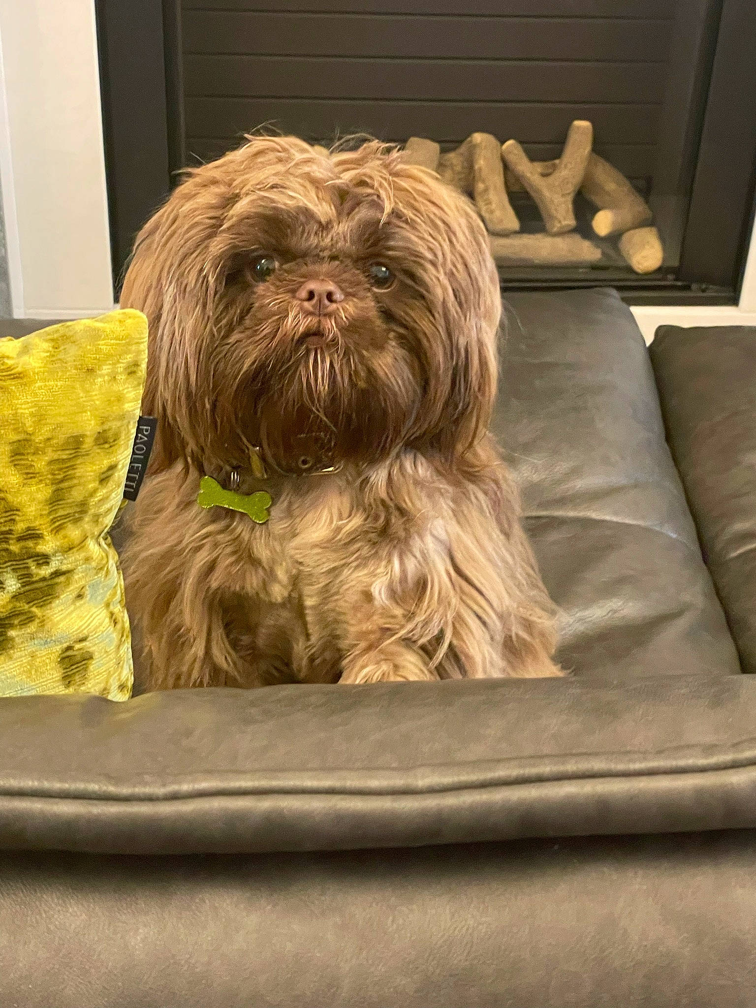 Luis joined the competition — help win amazing prizes! bearded_collie, canidae, carnivore, comfort, companion_dog, dog, dog_breed, flooring, fur, hardwood, liver, non_sporting_group, rectangle, small_terrier, sporting_group, terrestrial_animal, terrier, toy_dog, wood, working_animal