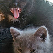 Sophie joined the competition — help win amazing prizes! cat, kitten, black_cat, gray_cat, pet, animal, feline, tongue_out, teeth, close_up, indoor, window, fur, cute, young, resting, snuggling, portrait, soft_light, domestic_animal