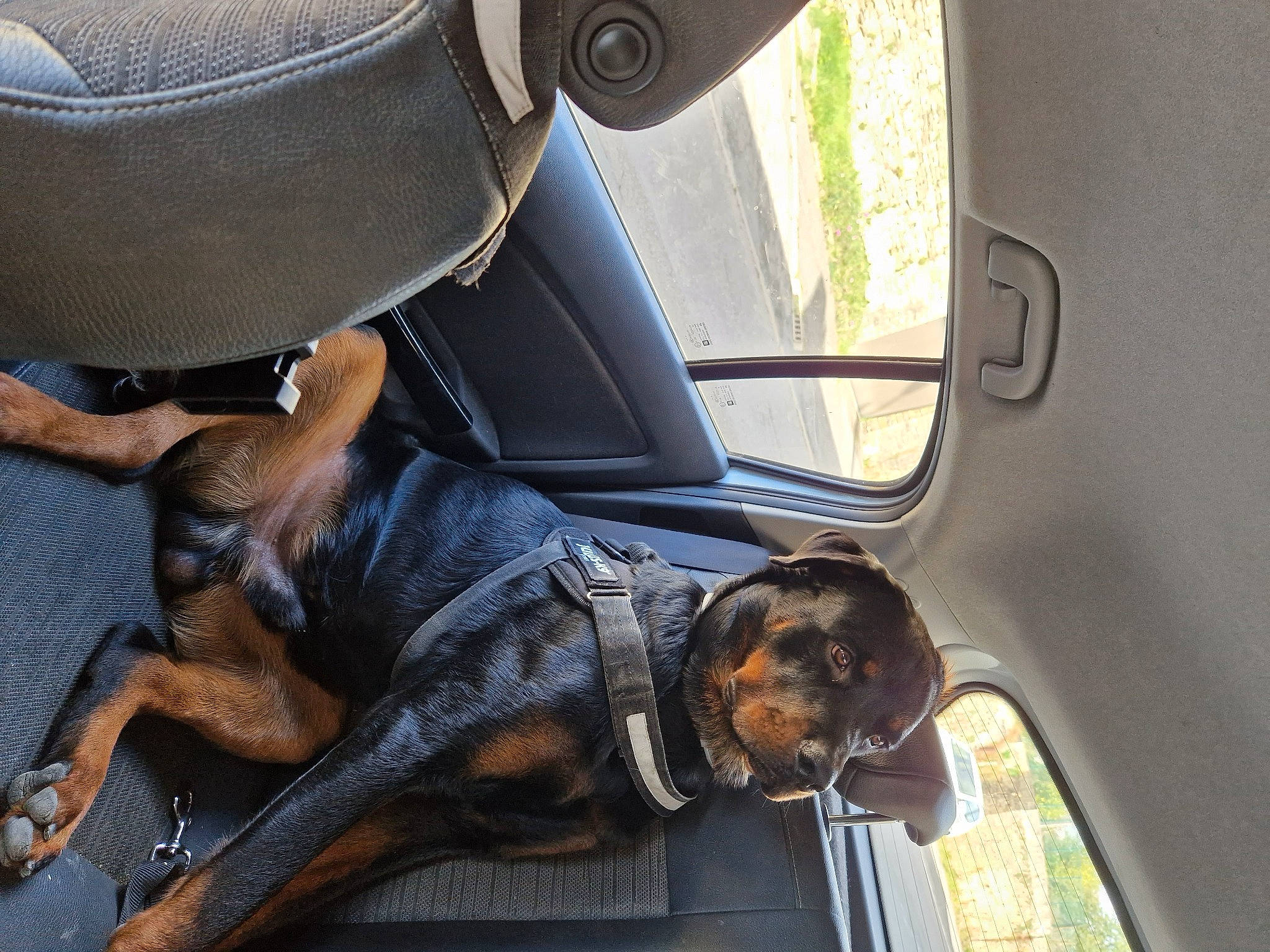 Junior a rejoint le concours — aidez-le/la à gagner de superbes lots ! auto_part, automotive_design, automotive_exterior, automotive_tire, car, car_seat, car_seat_cover, carnivore, comfort, companion_dog, dog, dog_breed, family_car, motor_vehicle, personal_luxury_car, steering_wheel, vehicle, vehicle_door, window, windshield