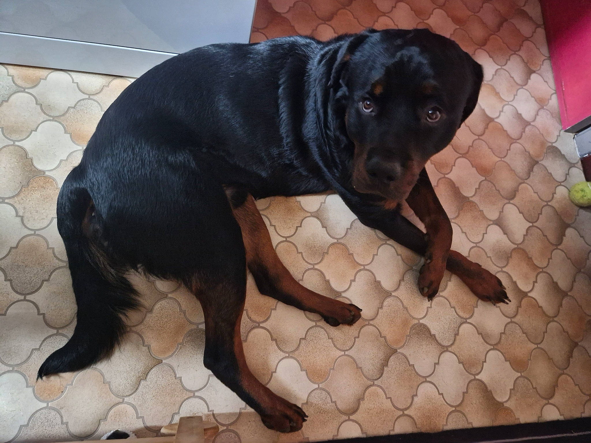 Junior a rejoint le concours — aidez-le/la à gagner de superbes lots ! borador, canidae, carnivore, companion_dog, dog, dog_breed, dog_collar, fawn, flooring, foot, fur, guard_dog, paw, pet_supply, snout, sporting_group, tail, terrestrial_animal, working_animal, working_dog